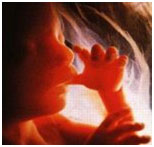 Week 18 Fetal Development